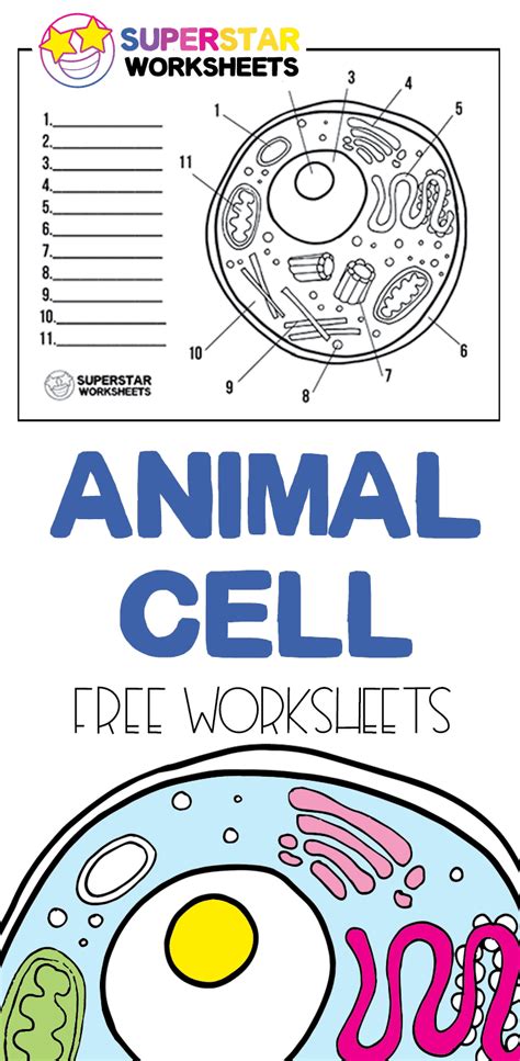 Animal Cell Picture with Labels Younger students can use the animal cell worksheets as paint pages. . Superstar worksheets animal cell